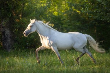 Uzun yeleli at, gün ışığında serbestçe koşuyor.