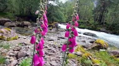 Beautiful river in wild nature of Norway near Aenes, slow motion