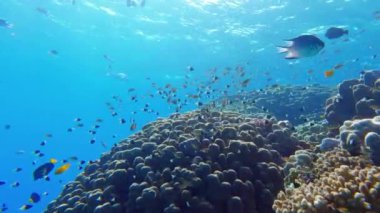 Yaşamla renkli mercan Dağı