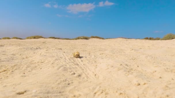 可爱的小寄居蟹爬上沙滩上的沙丘 — 图库视频影像
