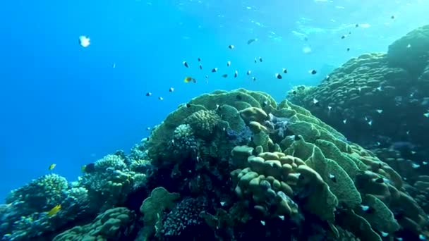 活気のあるサンゴ礁とカラフルな魚がたくさん サンゴ礁は海洋生態系のすべての中で最も多様です 彼らは人生 おそらく のサンゴ礁によってすべての海洋種の食品で埋め尽くされる — ストック動画