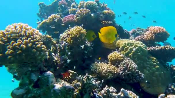 Tętniącej Życiem Rafa Koralowa Mnóstwem Kolorowych Ryb Rafy Koralowe Najbardziej — Wideo stockowe