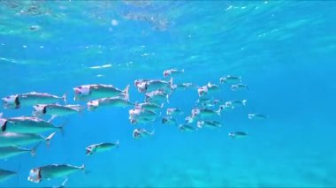 Hint uskumrusu Rastrelliger kanagurta okulu. Bu tür Hint ve Batı Pasifik okyanuslarında ve çevrelerindeki denizlerde bulunur. Önemli bir besin balığıdır ve yaygın olarak kullanılır.