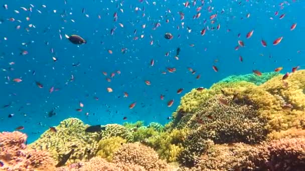 Ζωντανό Κοραλλιογενή Ύφαλο Πολλά Πολύχρωμα Ψάρια Κοραλλιογενείς Ύφαλοι Είναι Πιο — Αρχείο Βίντεο