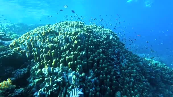 Ζωντανό Κοραλλιογενή Ύφαλο Πολλά Πολύχρωμα Ψάρια Κοραλλιογενείς Ύφαλοι Είναι Πιο — Αρχείο Βίντεο