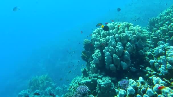 Colorful Coral Mount Teeming Life — Stock Video