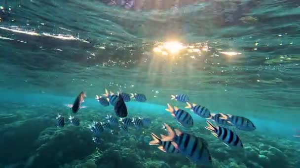 Livliga Korallrev Med Massa Färgglada Fiskar Korallreven Den Mest Mångsidiga — Stockvideo