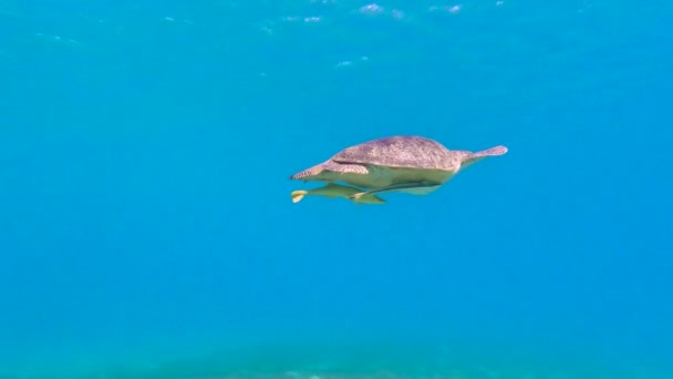 Schildkröte Chelonia Mydas Schwimmt Flachen Wasser Durch Eine Algenwiese — Stockvideo