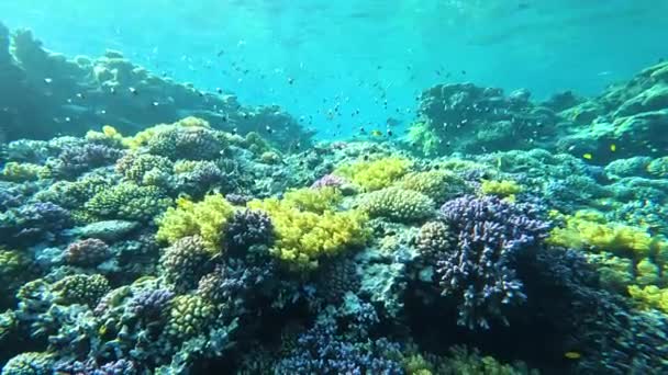 Lebhaftes Korallenriff Mit Vielen Bunten Fischen Korallenriffe Sind Das Vielfältigste — Stockvideo