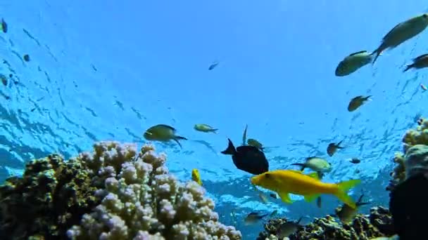 Ζωντανό Κοραλλιογενή Ύφαλο Άκρη Πολλά Πολύχρωμα Ψάρια Κοραλλιογενείς Ύφαλοι Είναι — Αρχείο Βίντεο