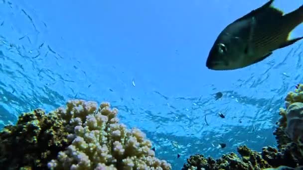 たくさんのカラフルな魚と活気のあるサンゴ礁の端 サンゴ礁は海洋生態系のすべての中で最も多様です 彼らはおそらくのためのリーフによってすべての海洋種の四分の一で 生活で埋め尽くされる — ストック動画