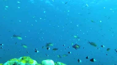 Bu stok videoyla deniz koruma alanının kalbine dalın, bir mercan resifinin kenarını gösterin. Yukarıdan çekilen canlı balıklar dirençli taş mercanların üzerinde dans ediyor. Hassas dengeyi keşfet.