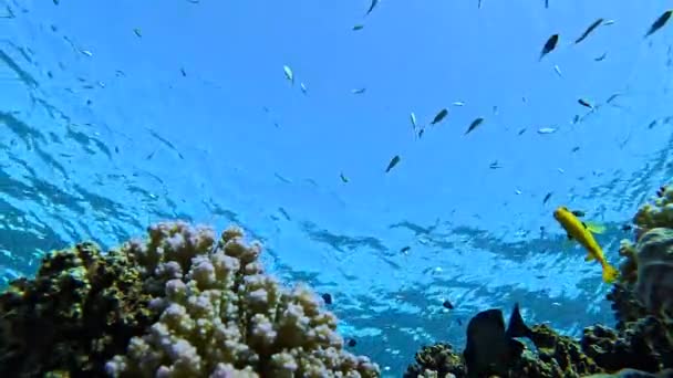 Borde Animado Arrecife Coral Con Una Gran Cantidad Peces Colores — Vídeos de Stock