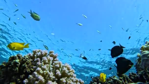 Borde Animado Arrecife Coral Con Una Gran Cantidad Peces Colores — Vídeo de stock