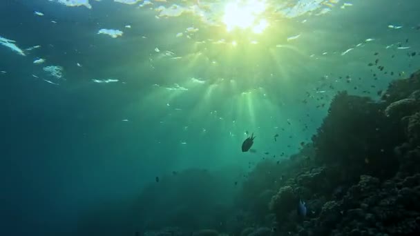 Embark Ethereal Journey Our Underwater Camera Ascends Oceans Surface Slow — Stock Video