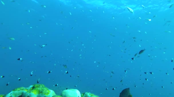비디오를 보존의 중심부로 뛰어들어 산호초 가장자리를 보여줍니다 위에서 활기찬 물고기 — 비디오