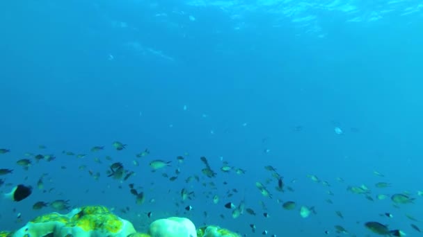 Ponořte Tímto Videem Srdce Zachování Mořských Zdrojů Představte Okraj Korálového — Stock video