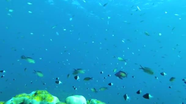 Dive Heart Marine Conservation Stock Video Showcasing Edge Coral Reef — Stock Video
