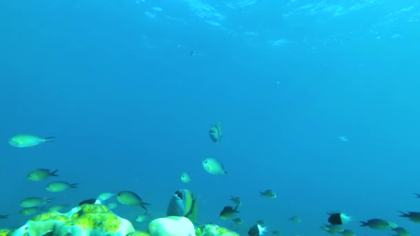 このストックビデオで海洋保全の中心に飛び込み サンゴ礁の端を示しています 上から撮影された 弾力性のある石のサンゴの上の活気のある魚のダンス 繊細なバランスを探る — ストック動画