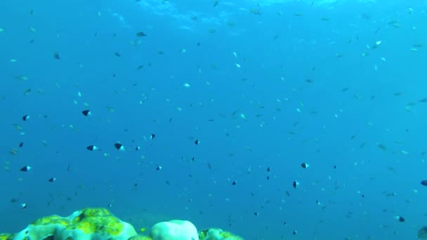 Dive Heart Marine Conservation Stock Video Showcasing Edge Coral Reef — Stock Video