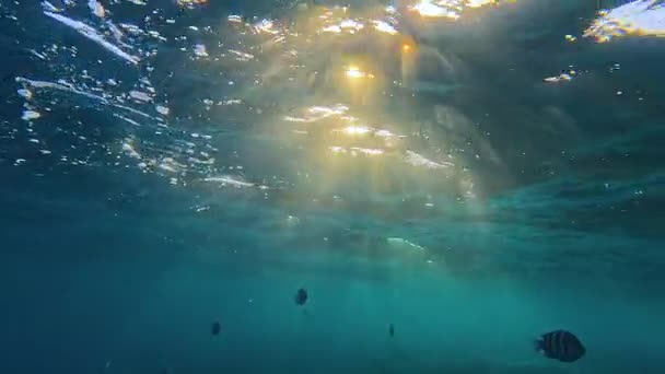 在深蓝色的海洋中 感受水下攀登的魅力 捕捉水面上迷人的夕阳之舞 这个慢动作股票视频提供了一个宁静的旅程从 — 图库视频影像