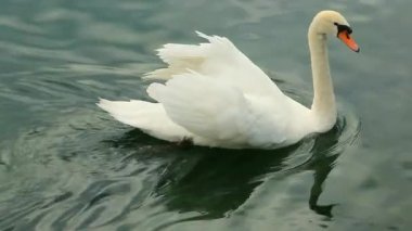 Gölün karanlık sularında yüzen görkemli beyaz kuğu..