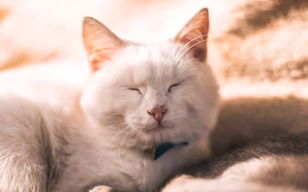 Genç Beyaz Bir Kedi Yavrusu Güneşin Sarı Işıklarının Arkasında Uyur — Stok fotoğraf