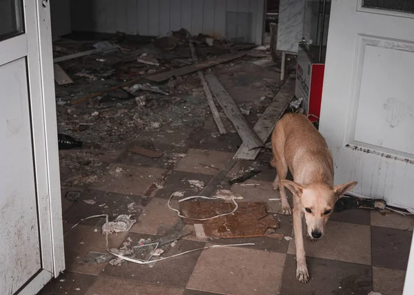Ukrayna Savaş Hasarlı Bina Terk Edilmiş Bir Binada Başıboş Köpek Telifsiz Stok Fotoğraflar