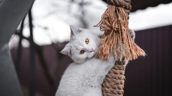 Gato Branco Gato Branco Afiando Suas Garras Corda — Fotografia de Stock