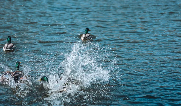 Ukraine, nature, wild ducks, wild ducks fighting by the water, close-up
