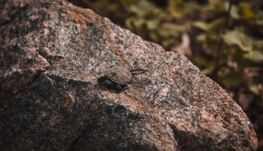 Ukrayna, yaz, küçük bir kaplumbağa bir taşın üzerinde oturur, yakın plan küçük bir kaplumbağa.
