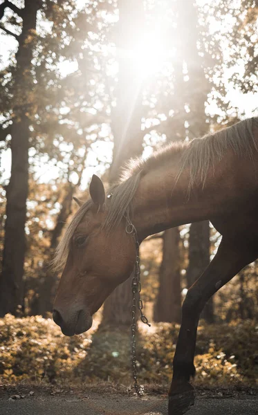 Young horse, side view, beautiful horse portrait, horse against the rays of the sun.