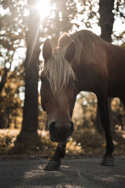 Ukraine, beautiful horse portrait , young horse, look of the horse