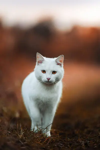 Beyaz Kedi Kedi Bakışı Günbatımında Genç Kedi Stok Fotoğraf