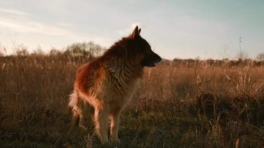 Yetişkin Alman çoban köpeği, gün batımına karşı gökyüzü, gün batımı, Alman çoban köpeği 4 'e bakıyor.