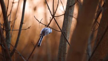 Long-tailed tit, autumn, long-tailed tit sitting on a branch of a tree, close-up