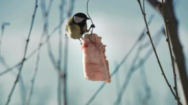 Nature, birds, winter, tits, tits eating lard, 4K, slow motion