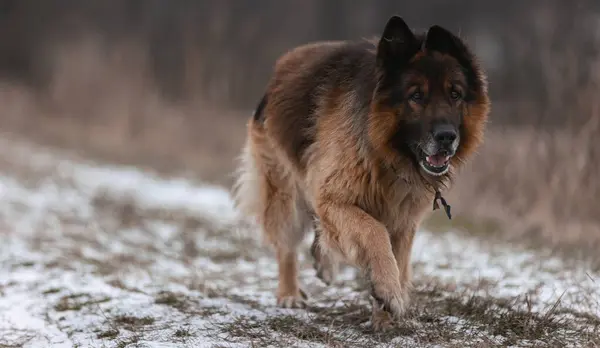 German shepherd, dog, adult shepherd running to meet, dog\'s look