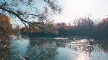 Sonbahar, sonbahar manzarası, sarı ağaçların arka planında küçük bir nehir, Ukrayna