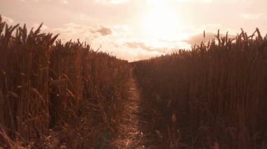 Path in the field, panoramic view of a wheat field, sunset in the background