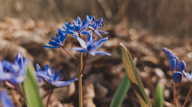 Bahar, kar damlaları, kardelen çiçekleri, yakın plan.