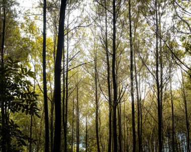 Kuningan Batı Java, manzara hala yeşil olan yemyeşil ağaçlarla çok güzel ve serin 
