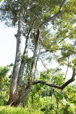 Kuningan Batı Java, manzara hala yeşil olan yemyeşil ağaçlarla çok güzel ve serin 
