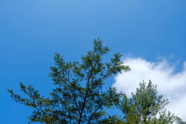 Kuningan Batı Java, manzara hala yeşil olan yemyeşil ağaçlarla çok güzel ve serin 