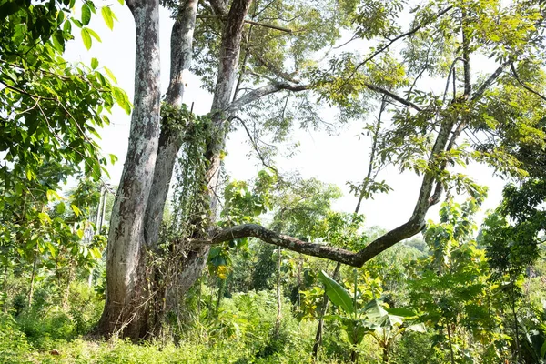 Kuningan Batı Java, manzara hala yeşil olan yemyeşil ağaçlarla çok güzel ve serin 