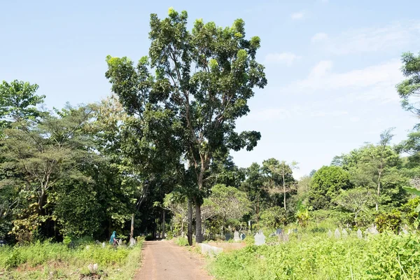 Kuningan Batı Java, manzara hala yeşil olan yemyeşil ağaçlarla çok güzel ve serin 