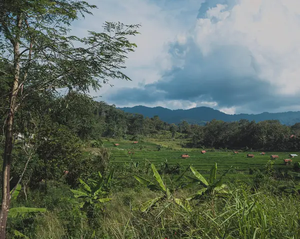 Kuningan Batı Java, sakin nehir ve yanında güzel ağaçlar. 