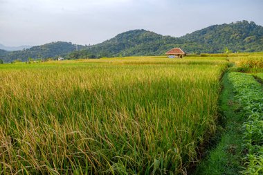 Kuningan Batı Cava, Sabahın serin manzarası Yeşil pirinç tarlaları ve tepeler arasında 