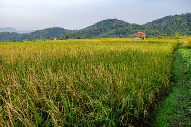 Kuningan Batı Cava, Sabahın serin manzarası Yeşil pirinç tarlaları ve tepeler arasında 