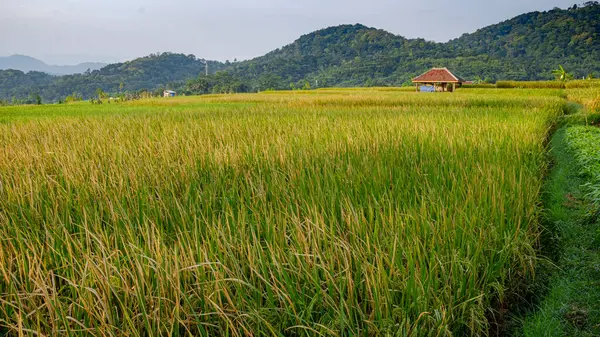 Kuningan west java,cool scenery in the morning amidst green rice fields and hills